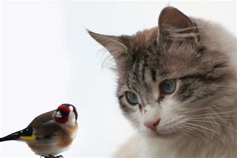 bird cat video|backyard birds videos for cats.